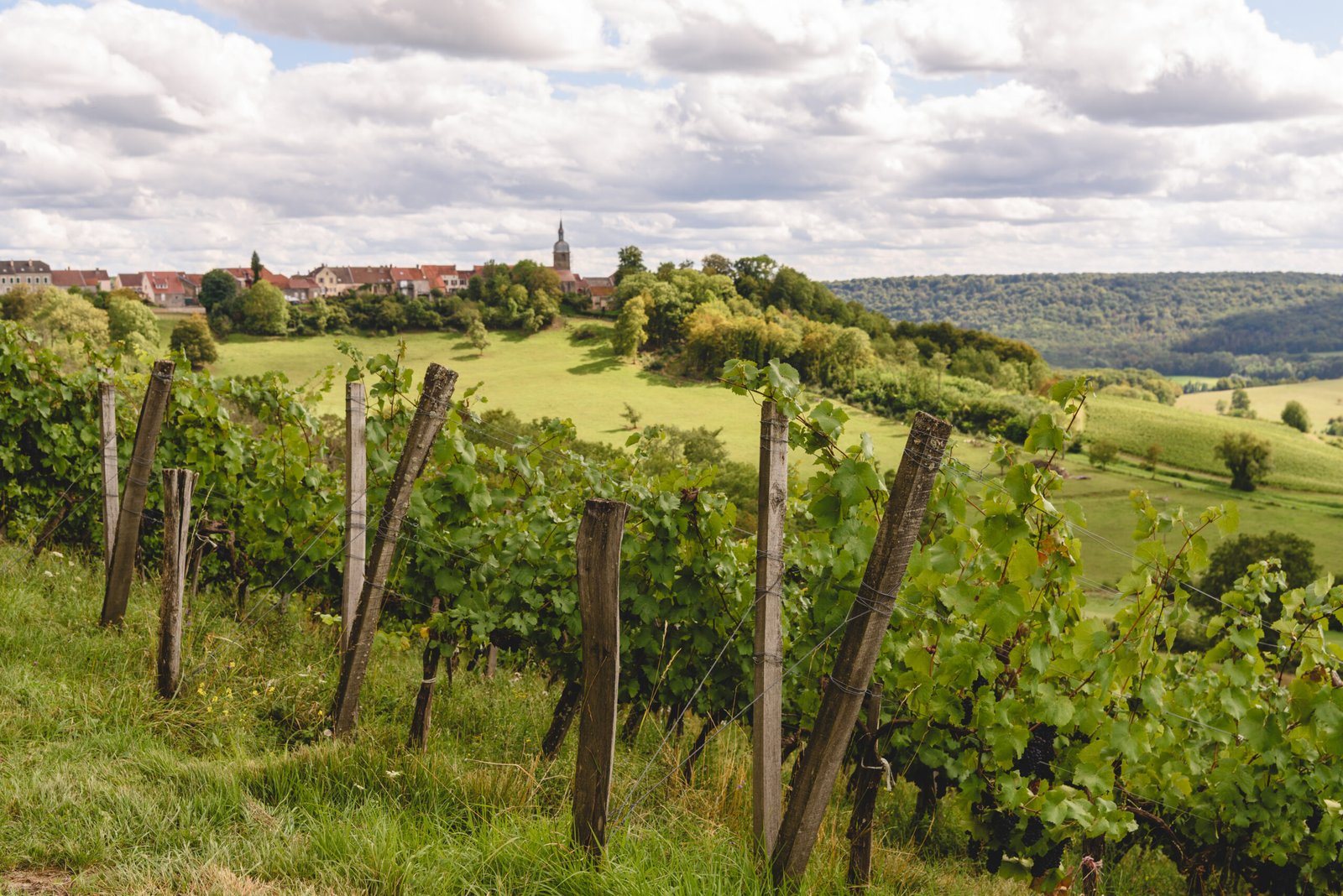 Le vignoble du Domaine Florence Pelletier