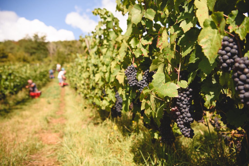 Vendanges manuelles au Domaine Florence Pelletier