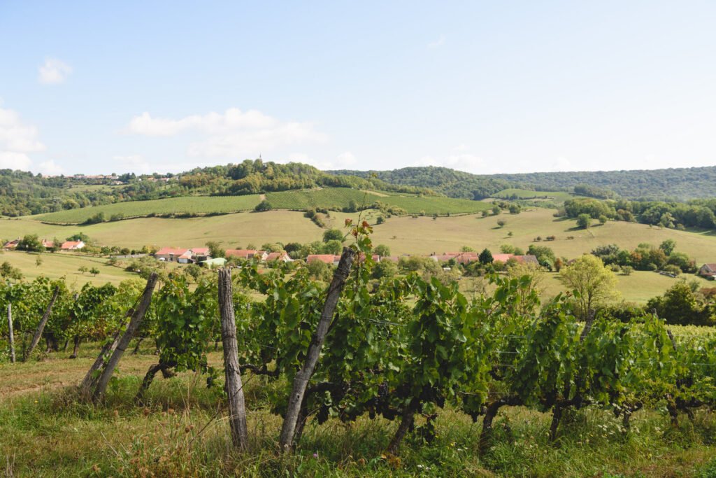 Le vignoble du Domaine Florence Pelletier dominant la vallée