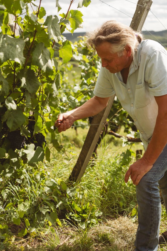 Le vigneron penché sur un cep chargé de raisin noir