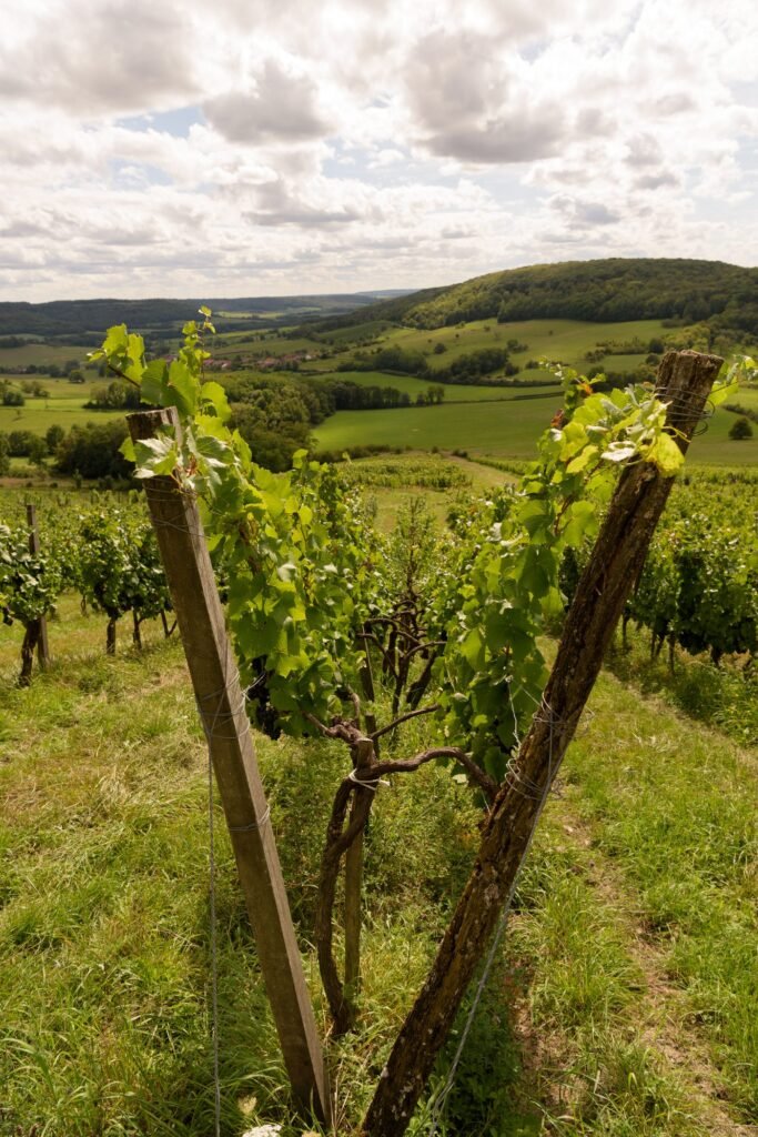 La vigne conduite en lyre, palissée vers le ciel